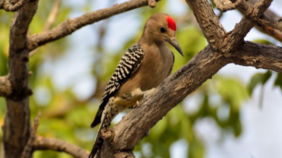 Datel gilský (Melanerpes uropygialis)